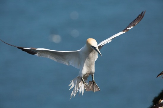 Bempton Cliffs