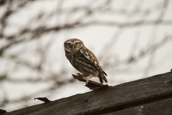 Little Owls