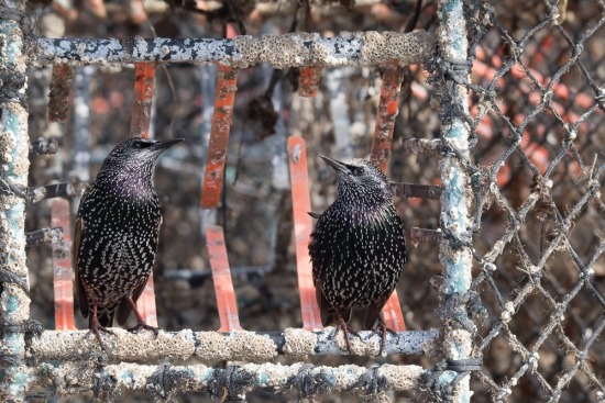 The colour of starlings