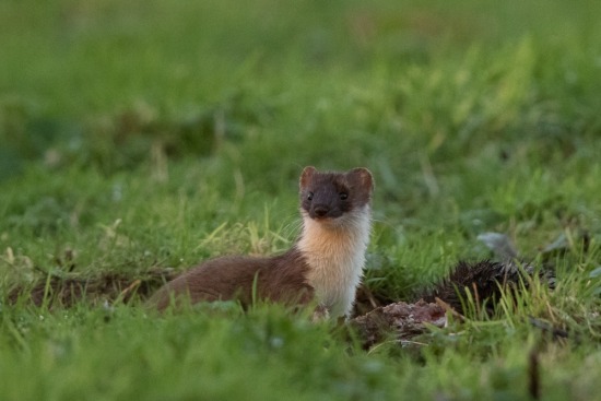 Stoats