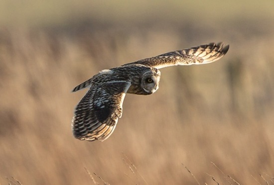 Short Eared Owl